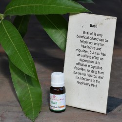 Basil Essential Oil