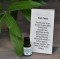 Black Pepper Essential Oil 