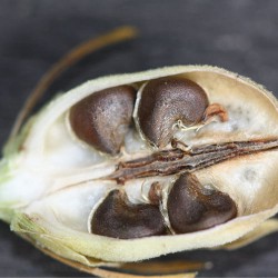 Hibiscus Carrier Oil Hibiscus Carrier Oil