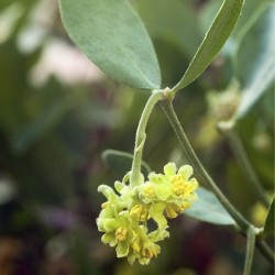 Jojoba Carrier Oil Jojoba Carrier Oil