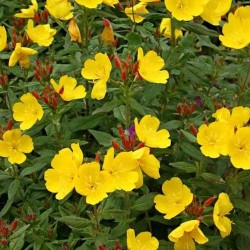 Evening Primrose Carrier Oil Evening Primrose Carrier Oil