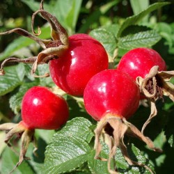 Rosehip Carrier Oil Rosehip Carrier Oil
